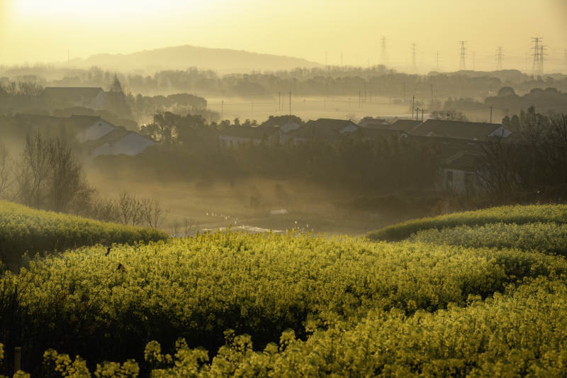 晨雾中的油菜花田图片
