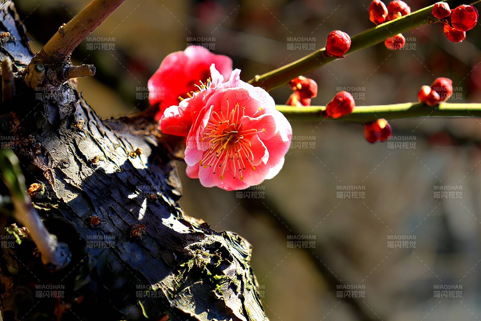 梅花绽放枝头图片