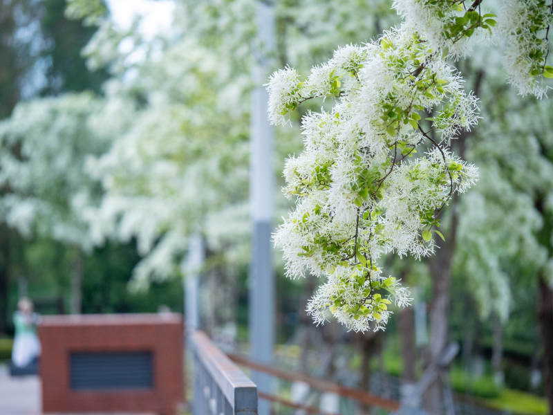 春日繁花绽放图片