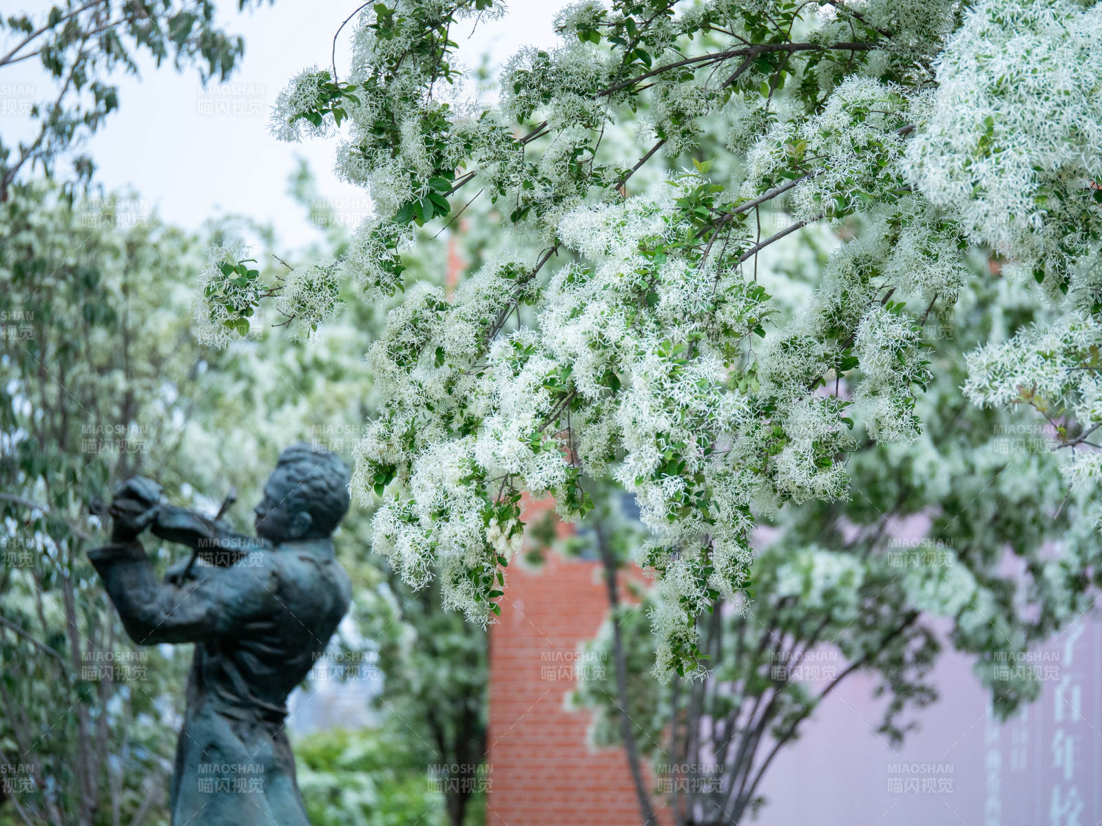 流苏花影中的雕像图片