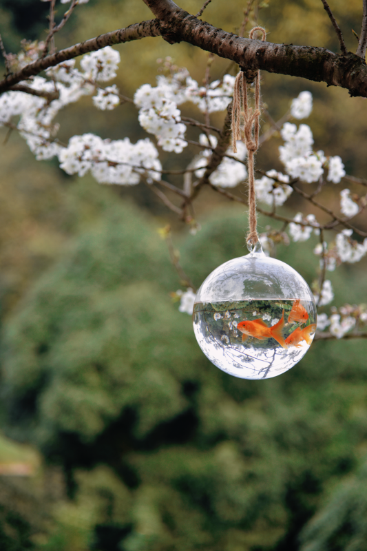 樱花枝头金鱼球图片