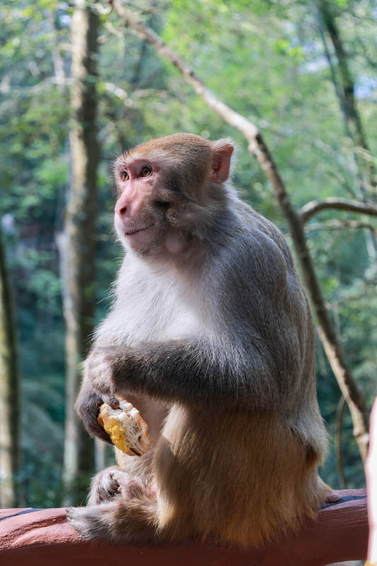 猴子吃香蕉图片