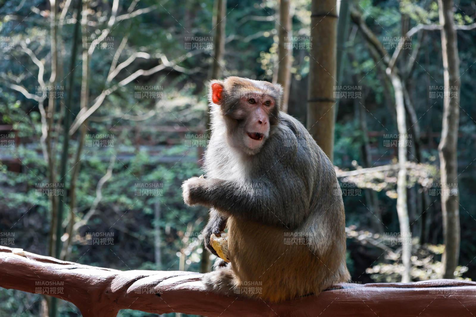 猴子静坐林间枝头图片