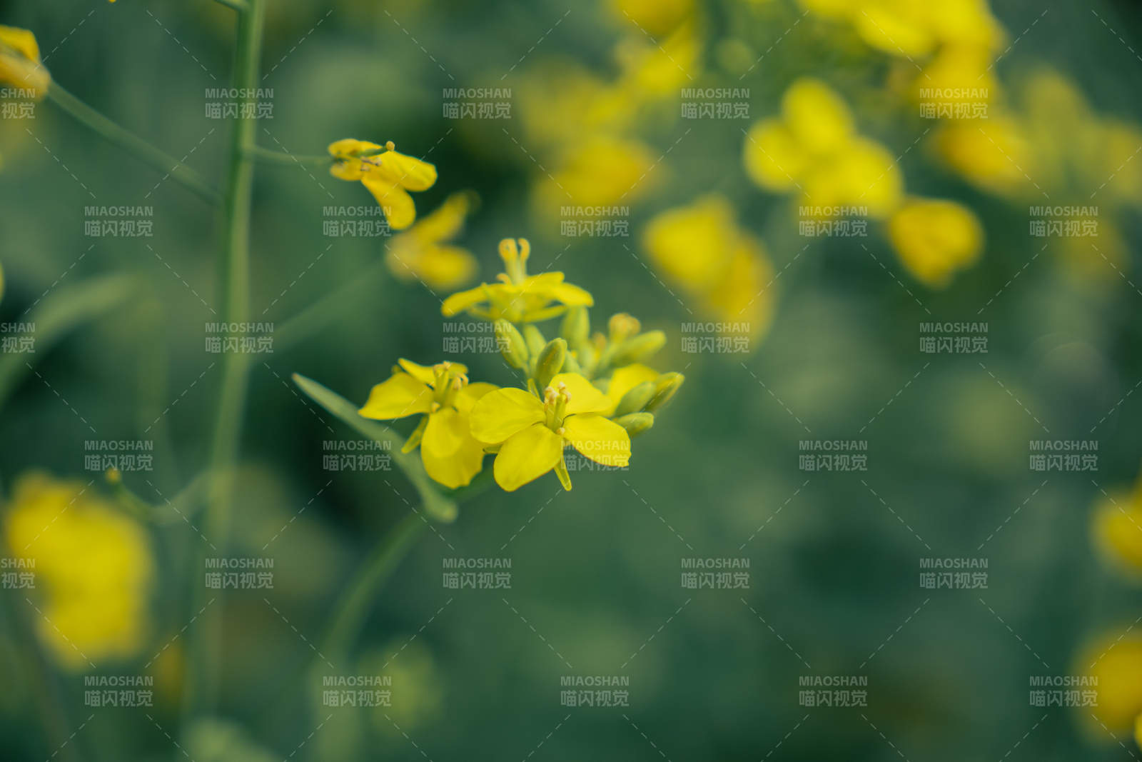 油菜花绽放图片