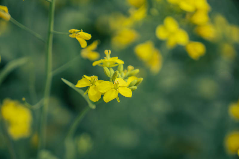 油菜花绽放图片