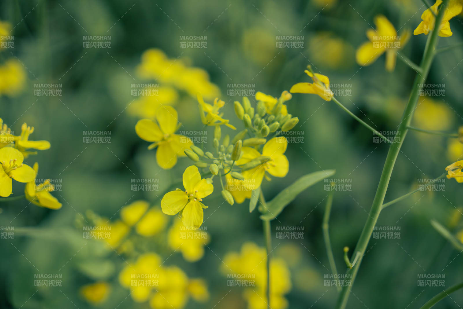 油菜花田美景图片