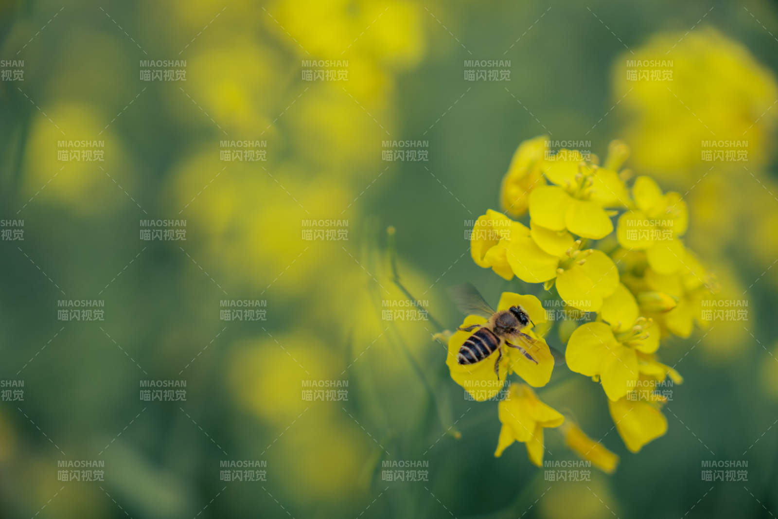 蜜蜂采蜜花丛中图片