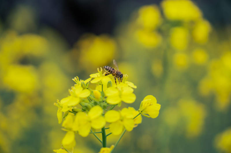 蜜蜂采蜜花丛中图片