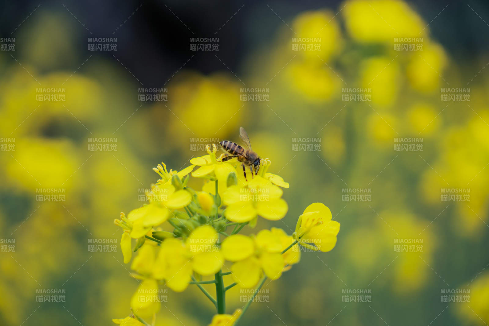 蜜蜂采蜜花丛中图片
