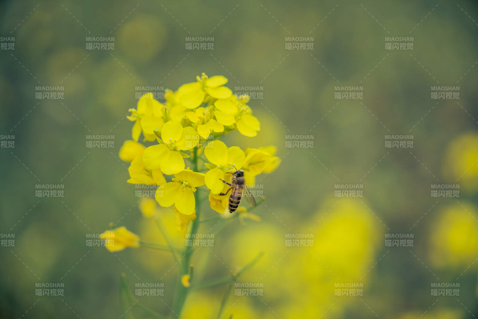 蜂采油菜花图片