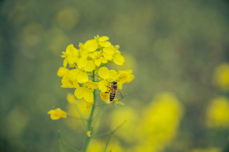 蜂采油菜花图片