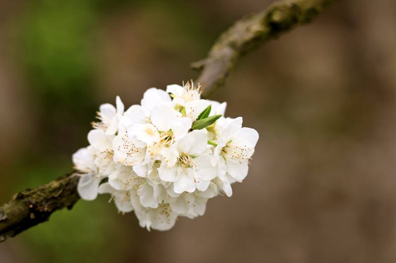 枝头白花绽放图片