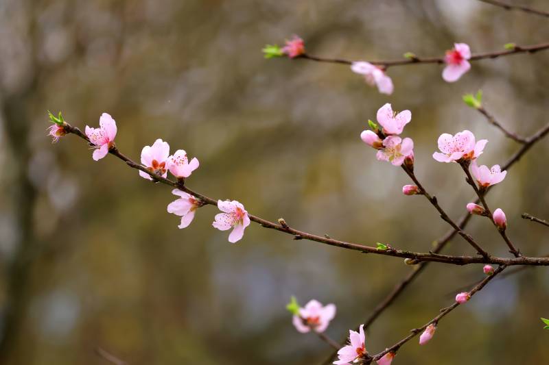桃花绽放枝头图片