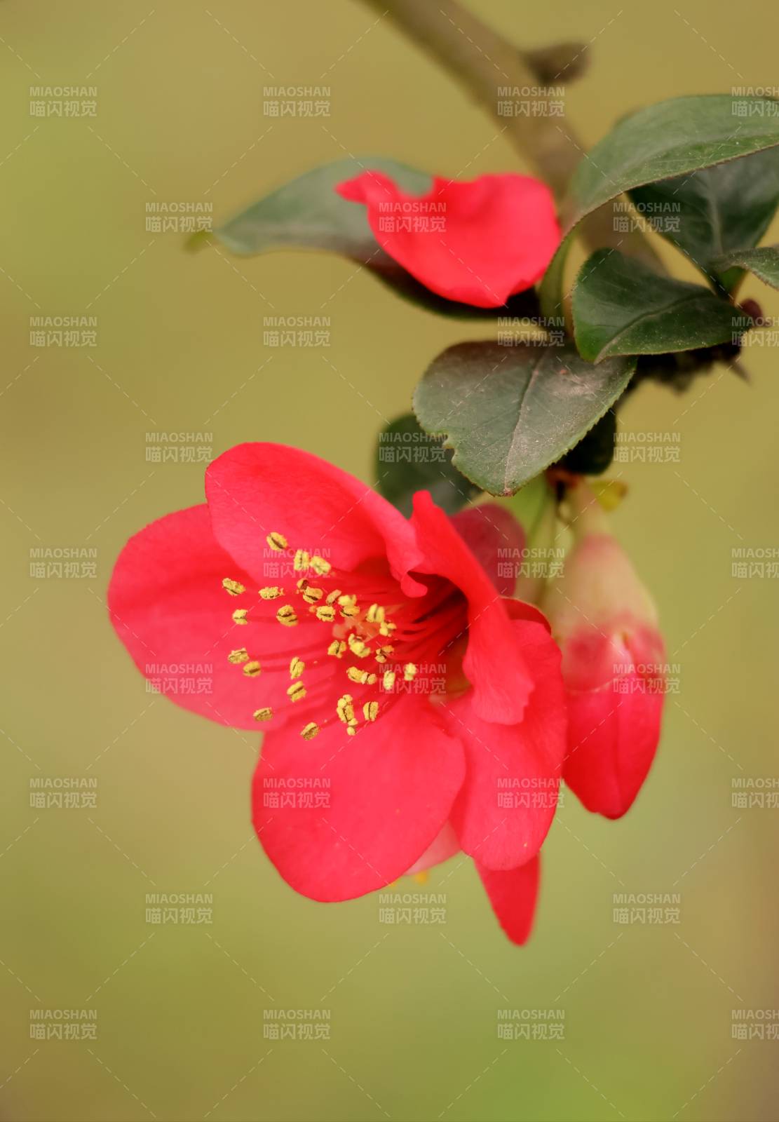 红花绽放枝头图片