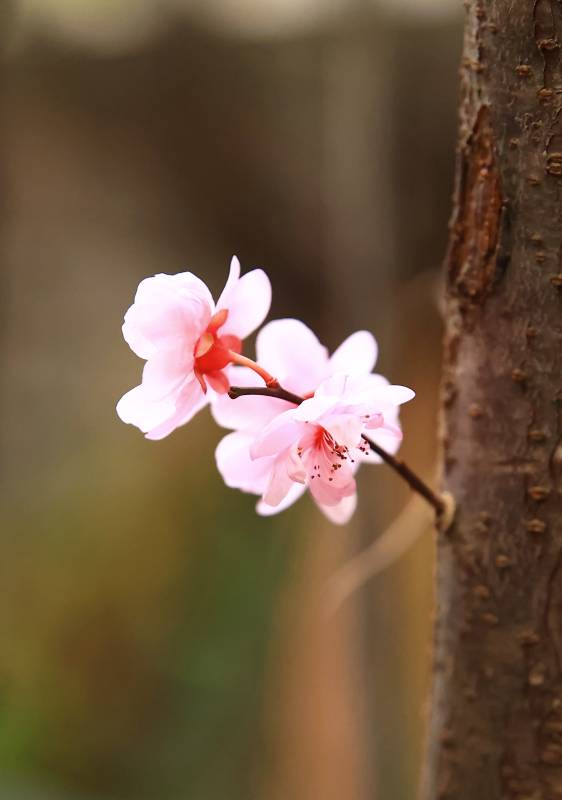 樱花绽放枝头图片