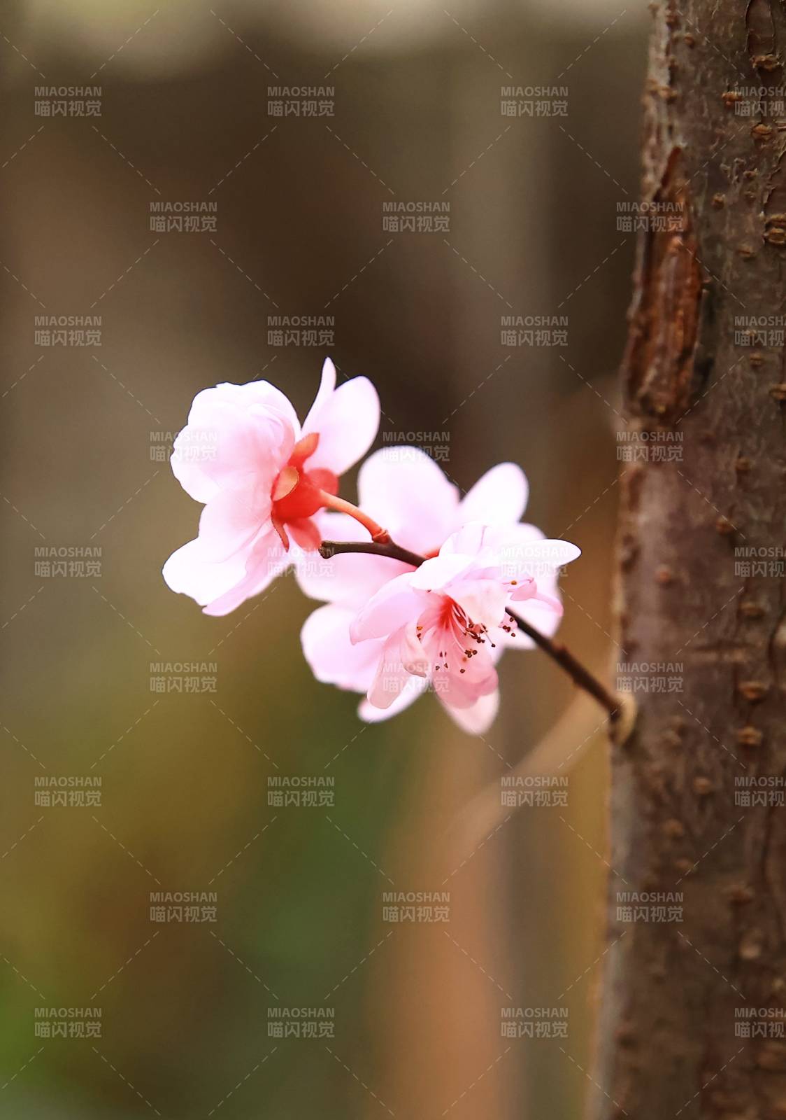 樱花绽放枝头图片