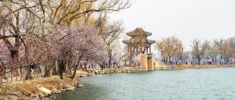 春日湖畔赏樱景图片