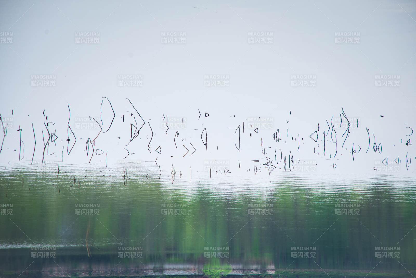 水边芦苇随风摇曳图片