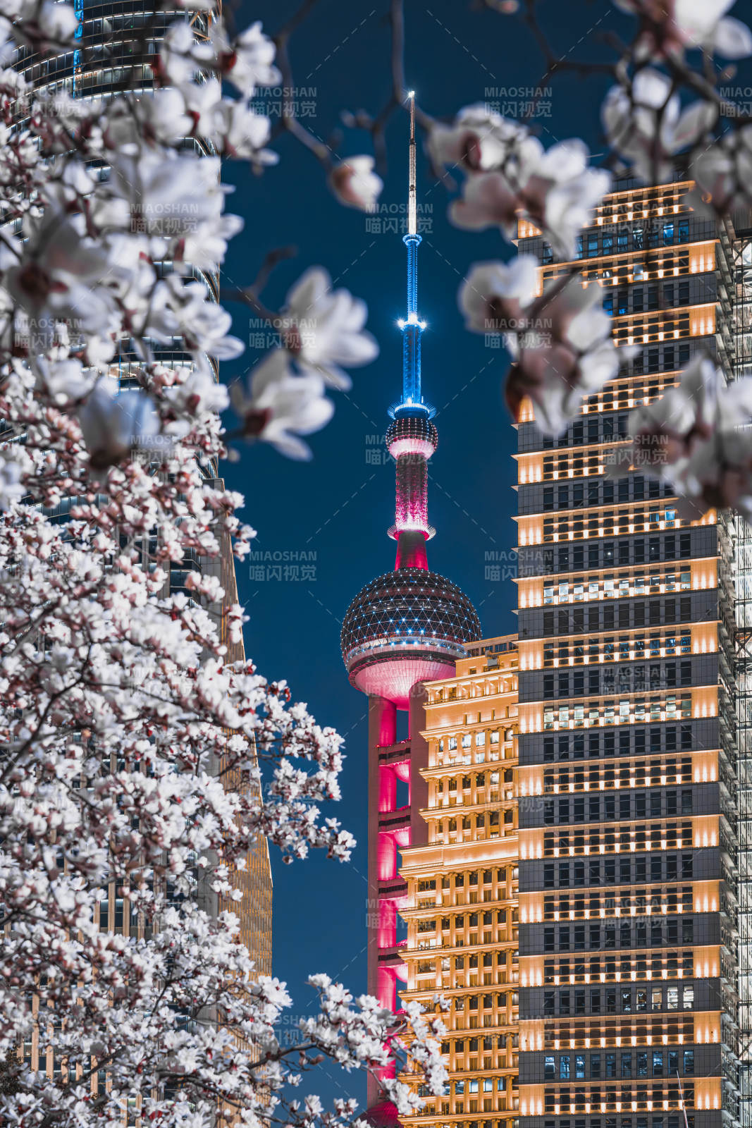 樱花映衬东方明珠图片