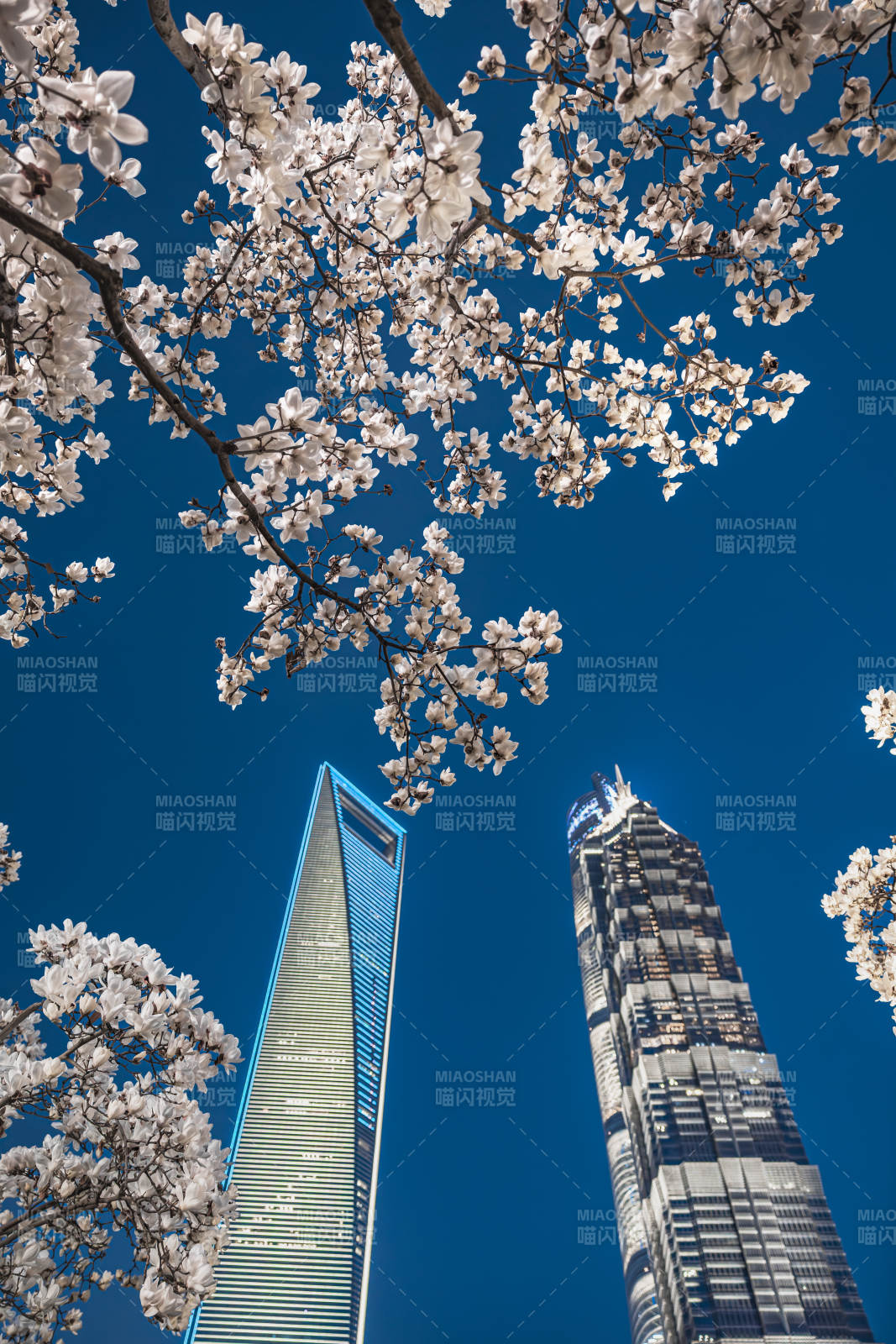樱花映衬摩天楼图片