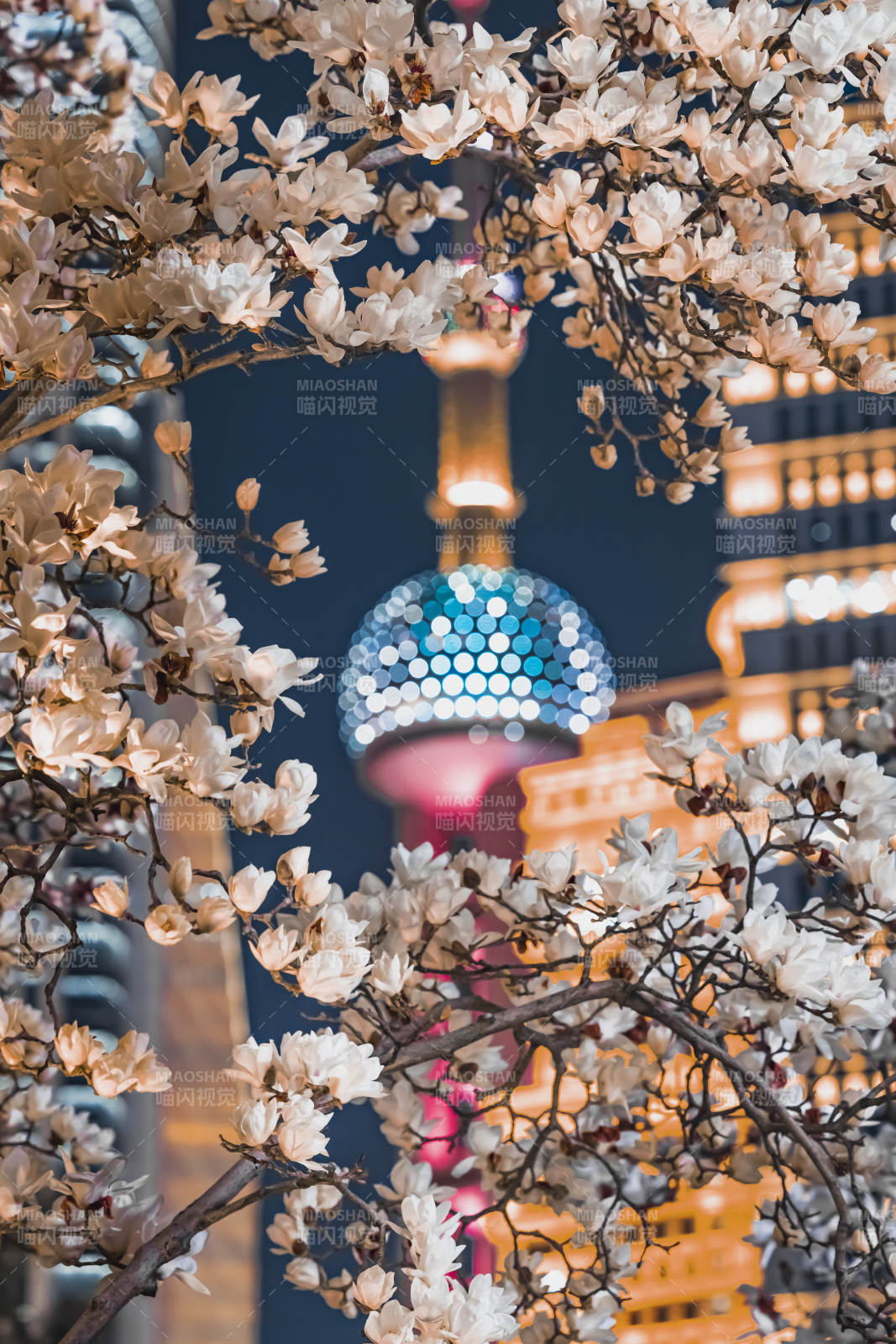 樱花映衬东方明珠图片