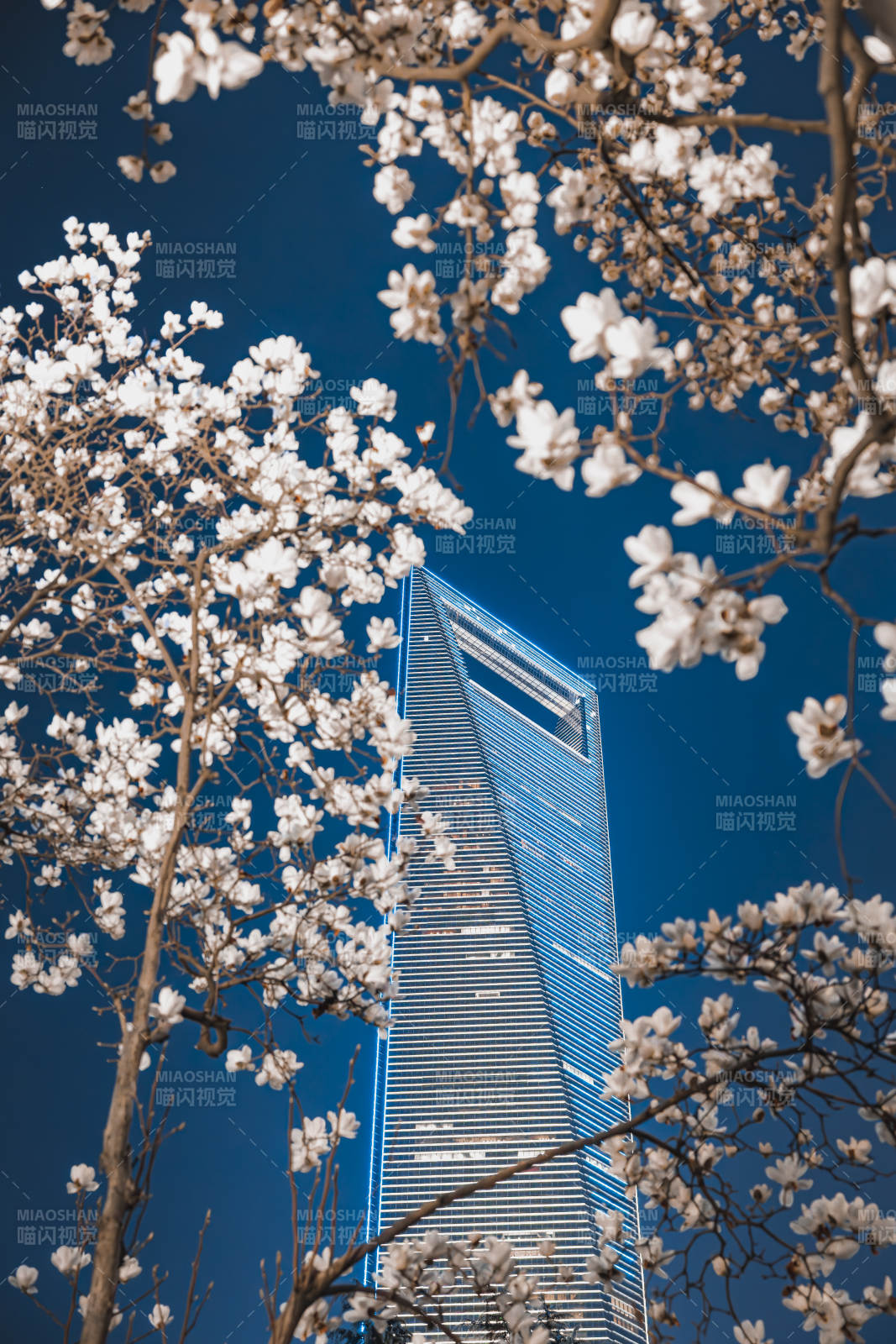 樱花映衬高楼图片