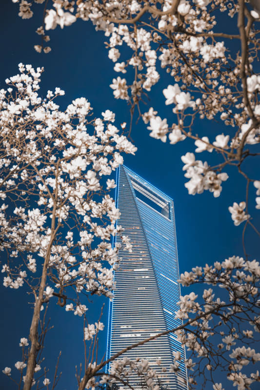 樱花映衬高楼图片