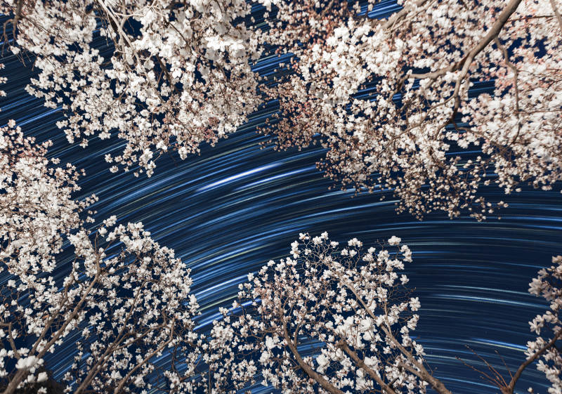 樱花映星轨图片