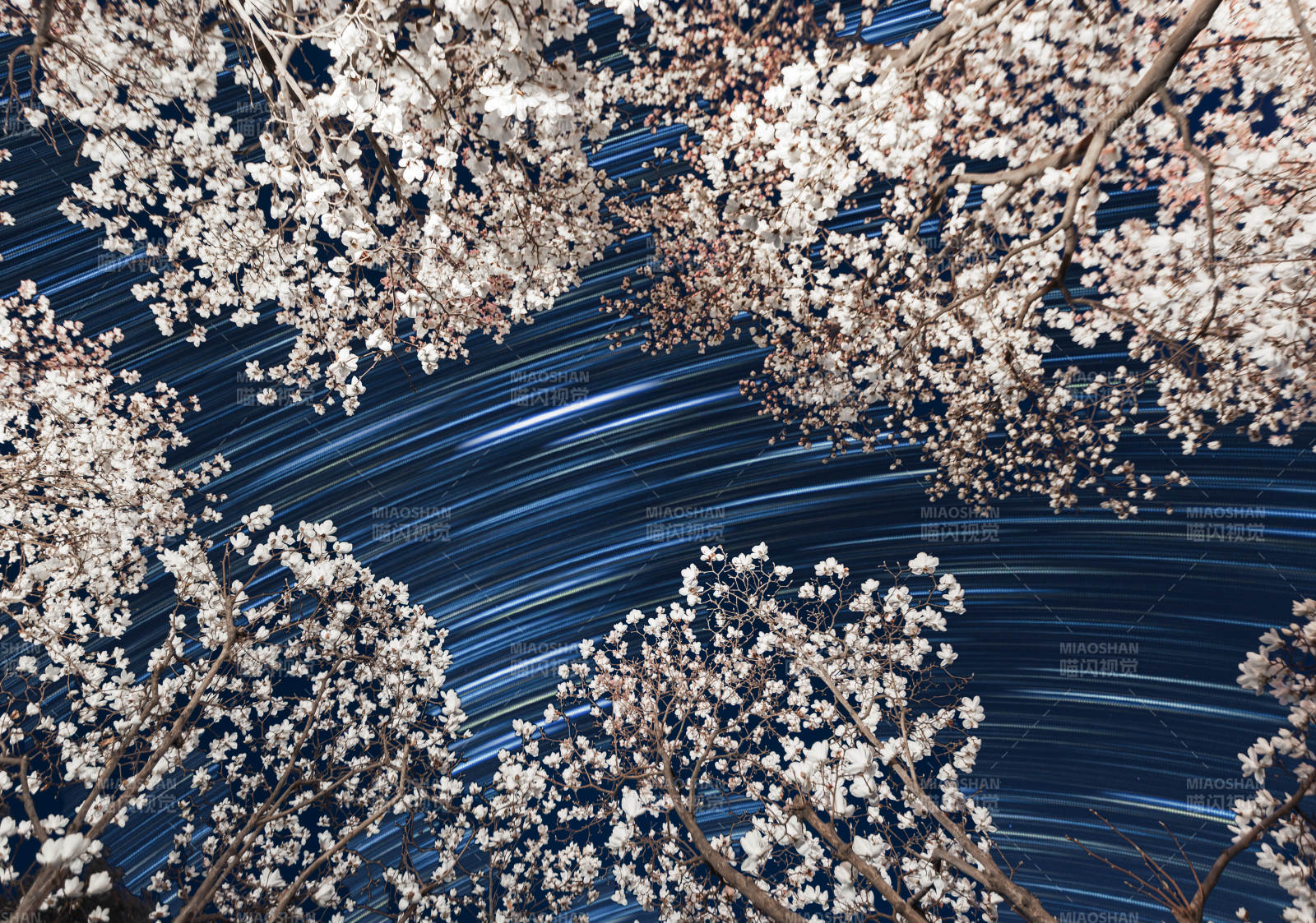 樱花映星轨图片