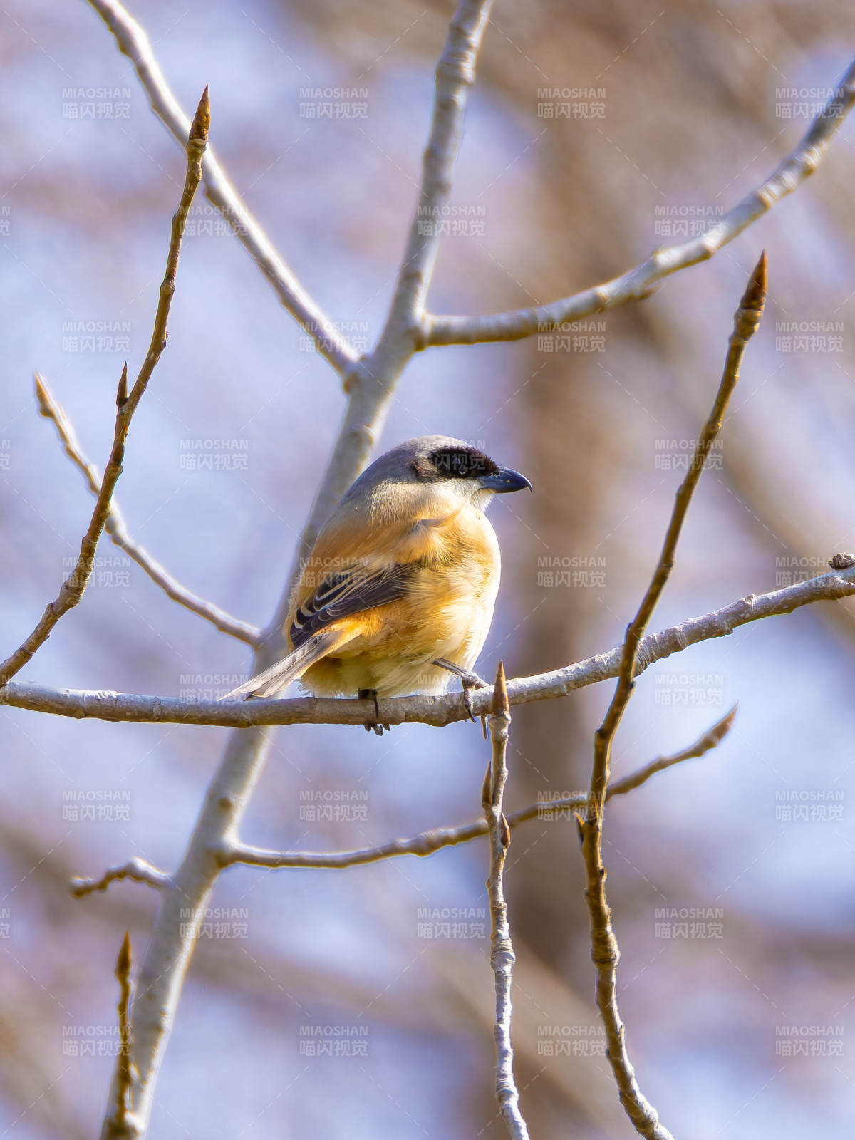 棕背伯劳栖枝头图片