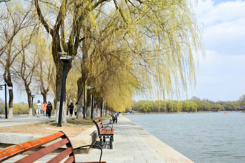 湖畔春景 柳绿花红图片