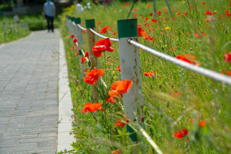 路边红花绽放图片