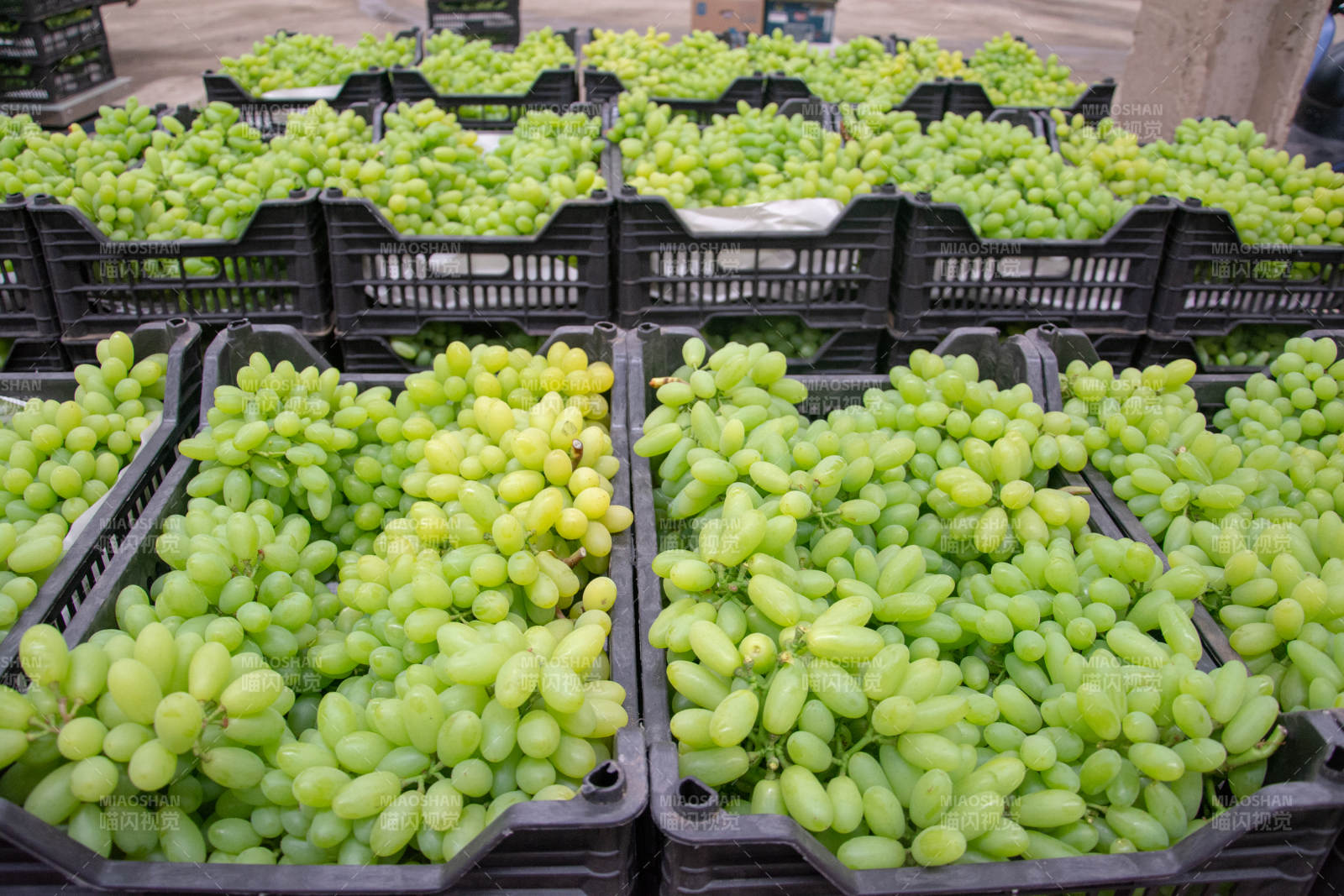 新鲜绿葡萄摆摊图片