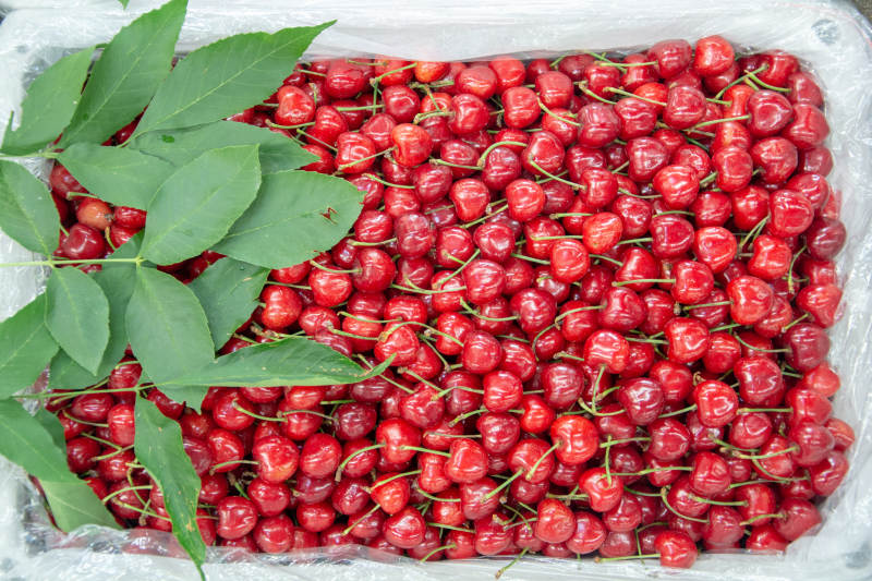鲜红樱桃满箱盛图片