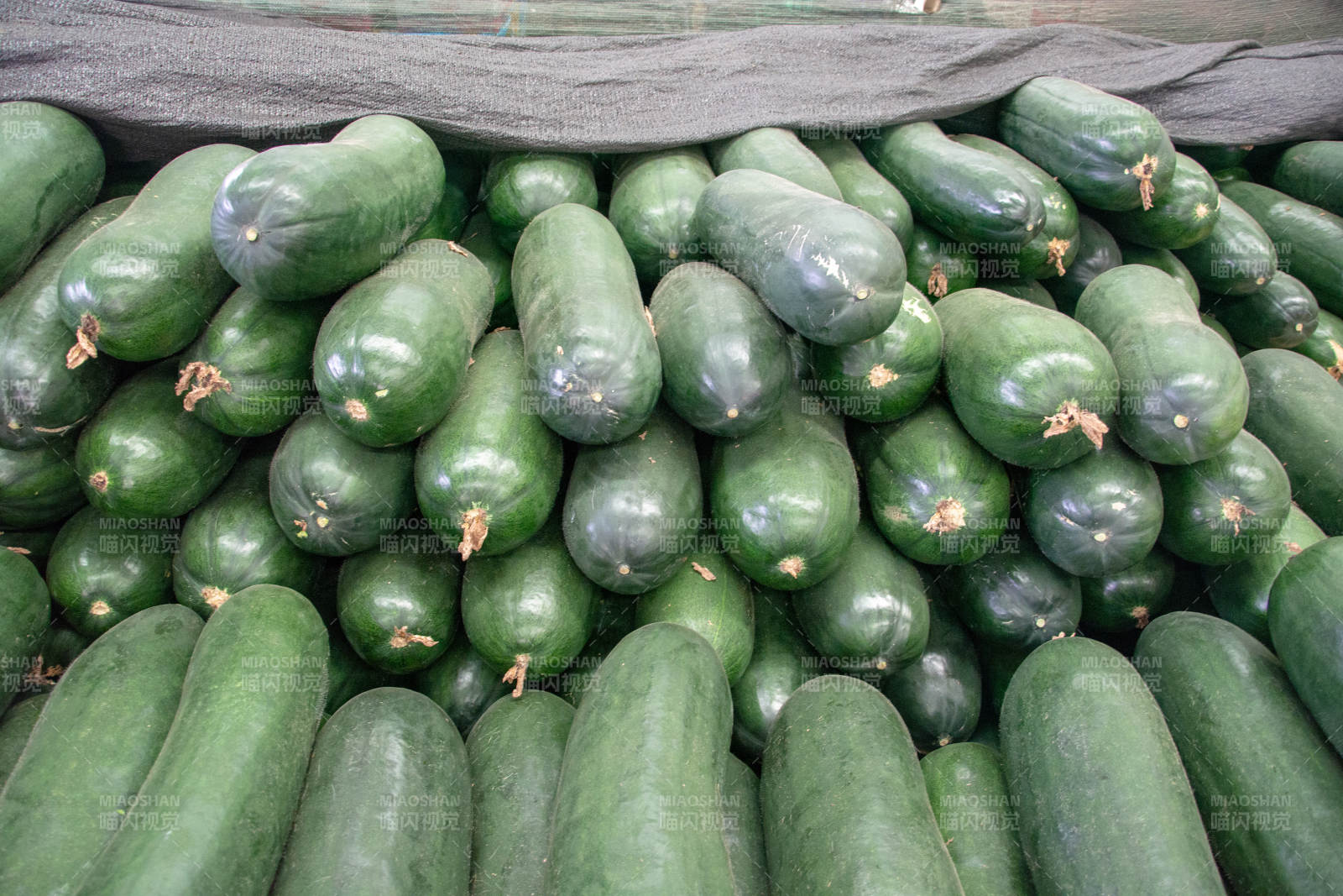 新鲜黄瓜堆叠展示图片