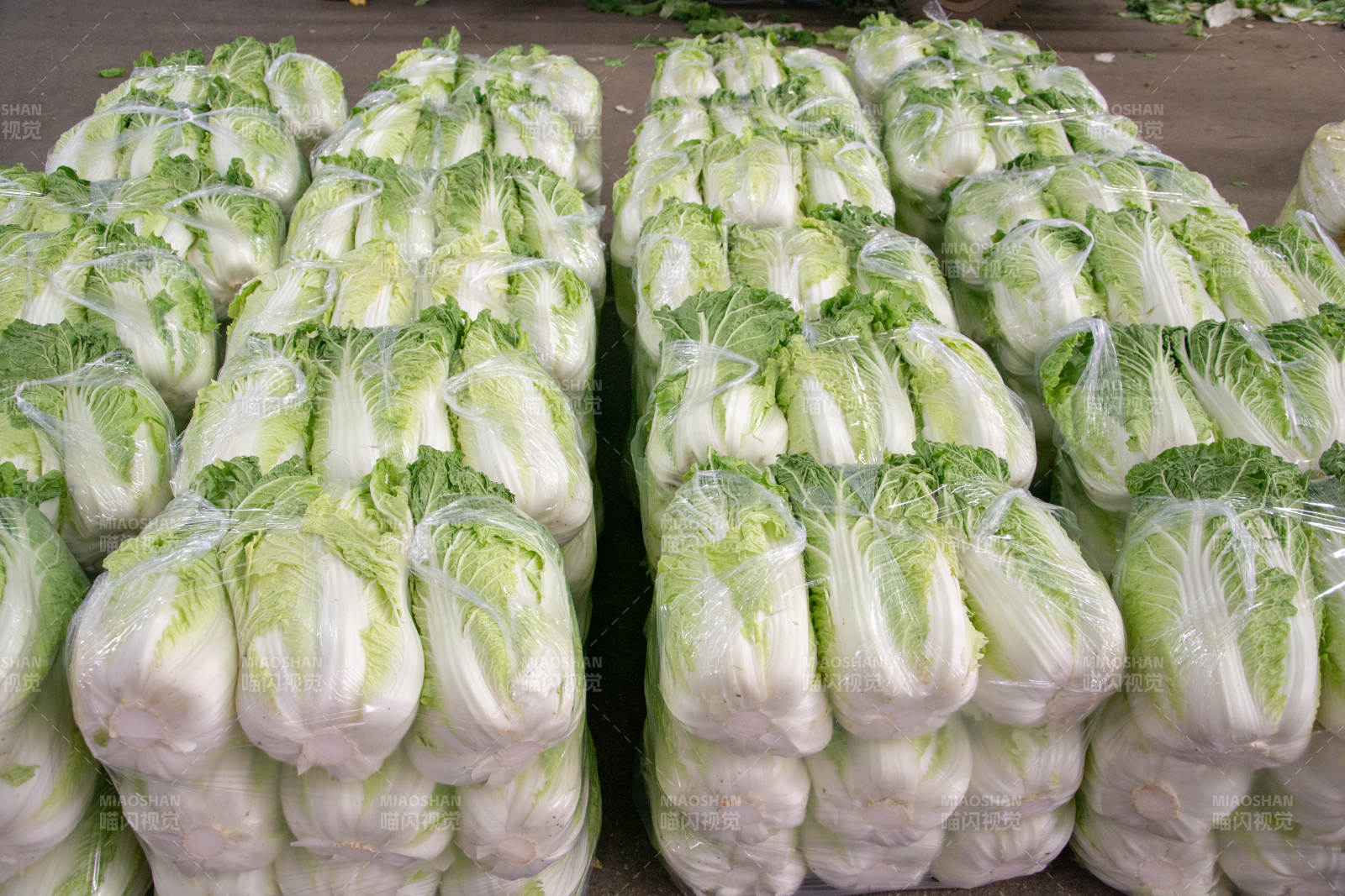 新鲜包菜整齐排列图片