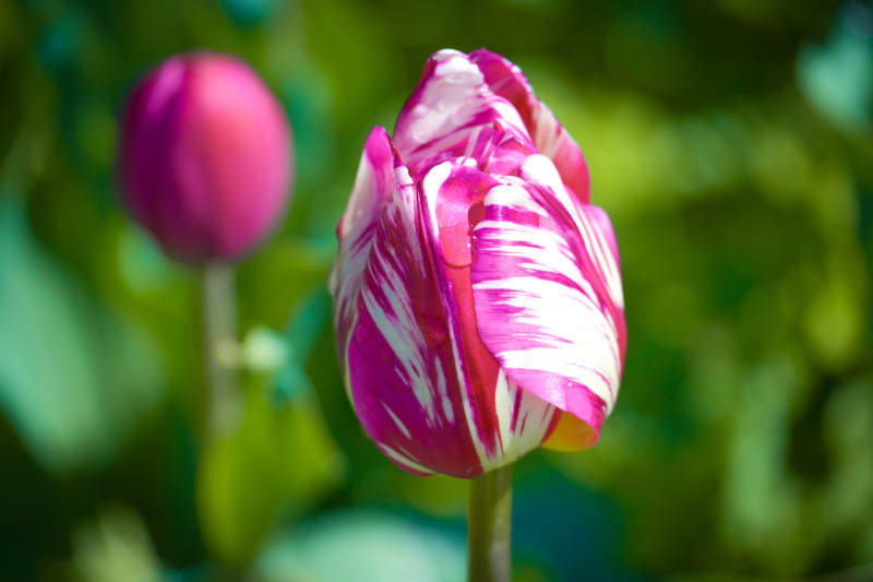 粉白条纹郁金香图片