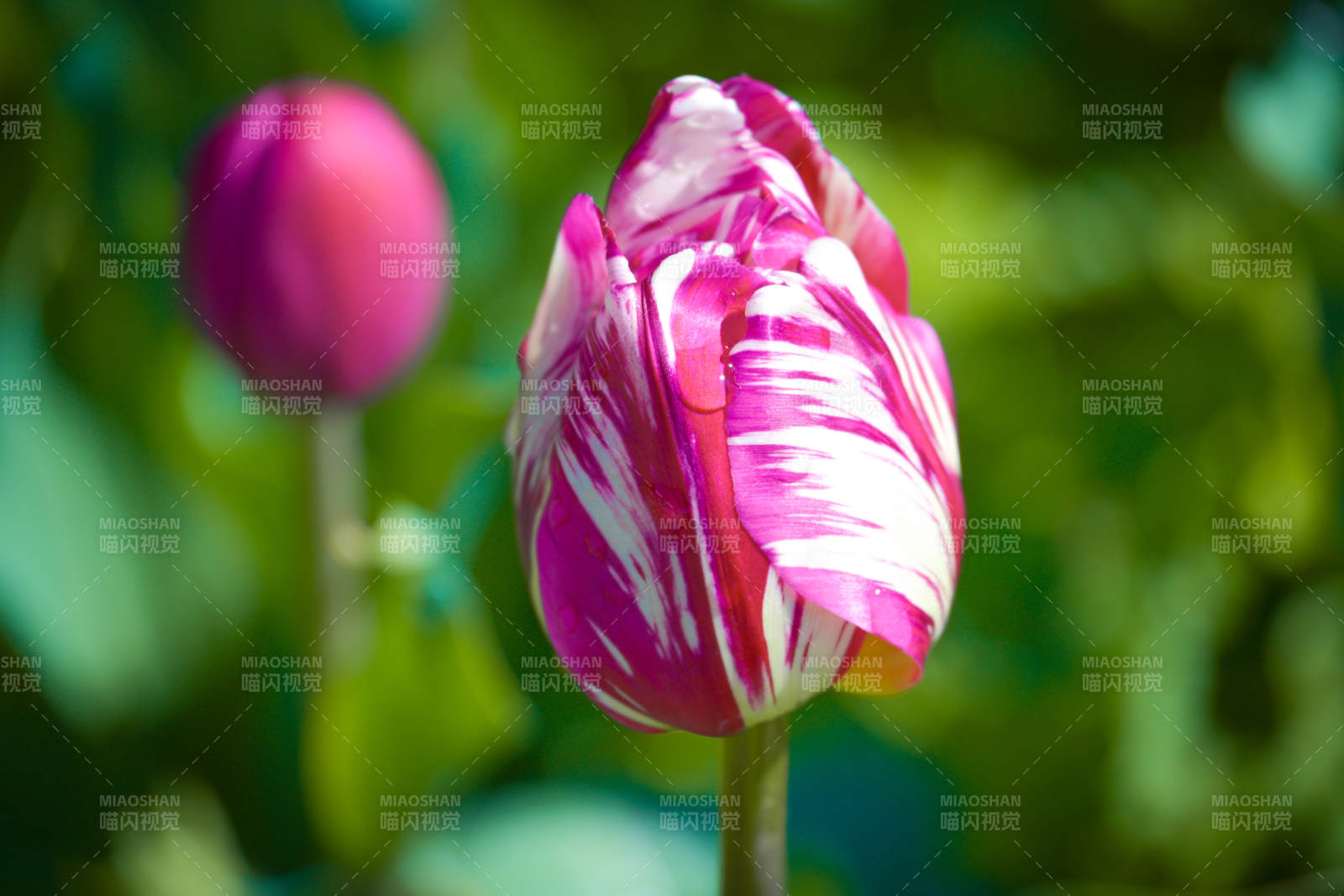 粉白条纹郁金香图片