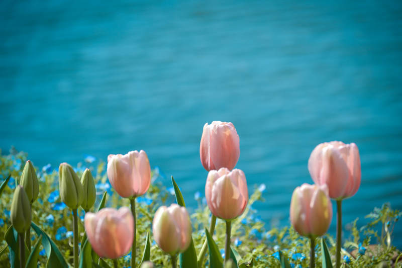 湖畔粉郁金香图片