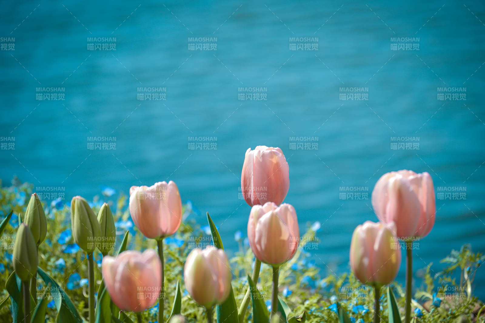 湖畔粉郁金香图片