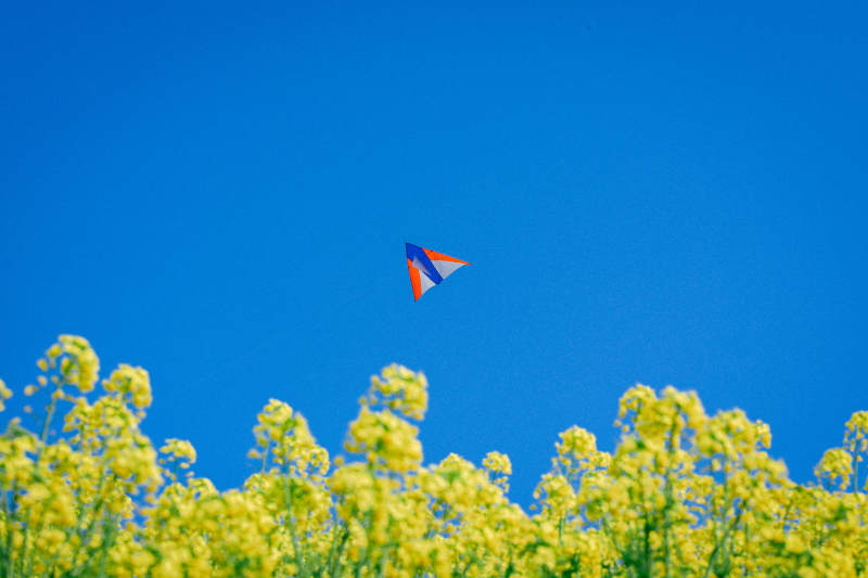 风筝飞过花海图片