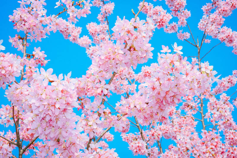 樱花绽放 春意盎然图片