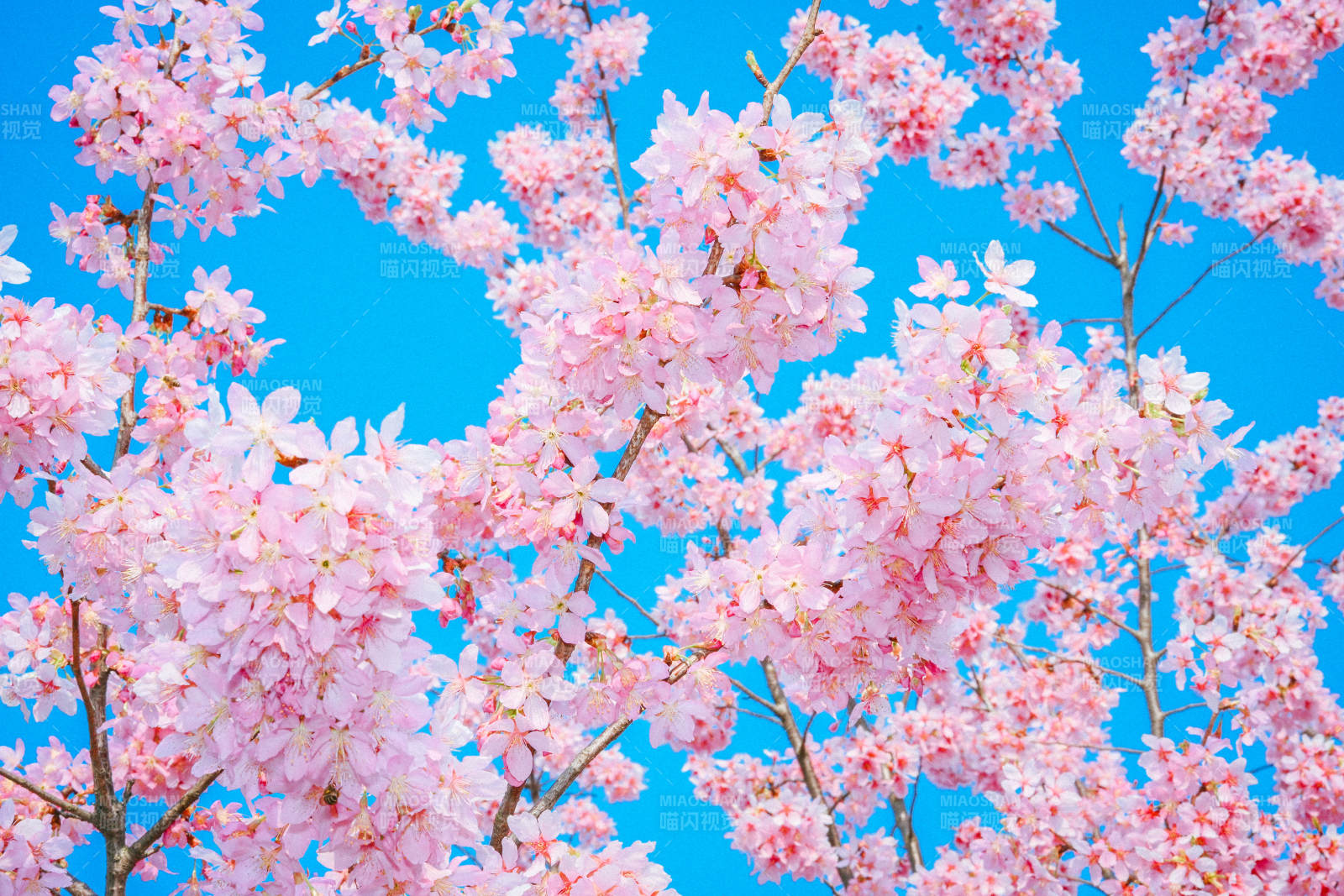 樱花绽放 春意盎然图片