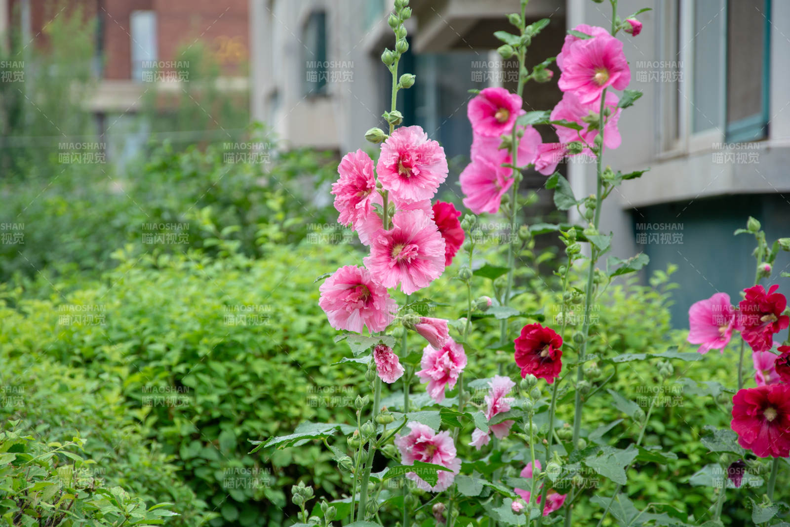 粉红蜀葵绽放园中图片