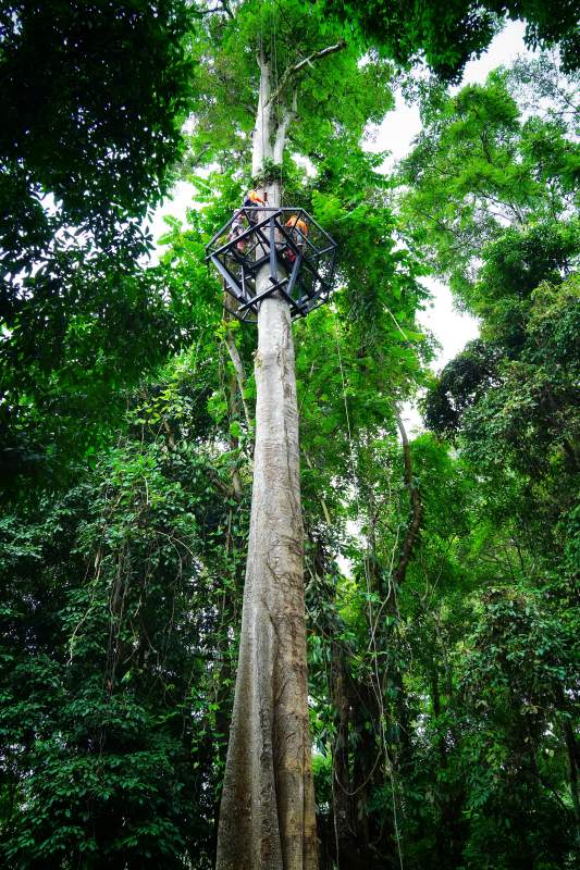 树顶的几何小屋图片