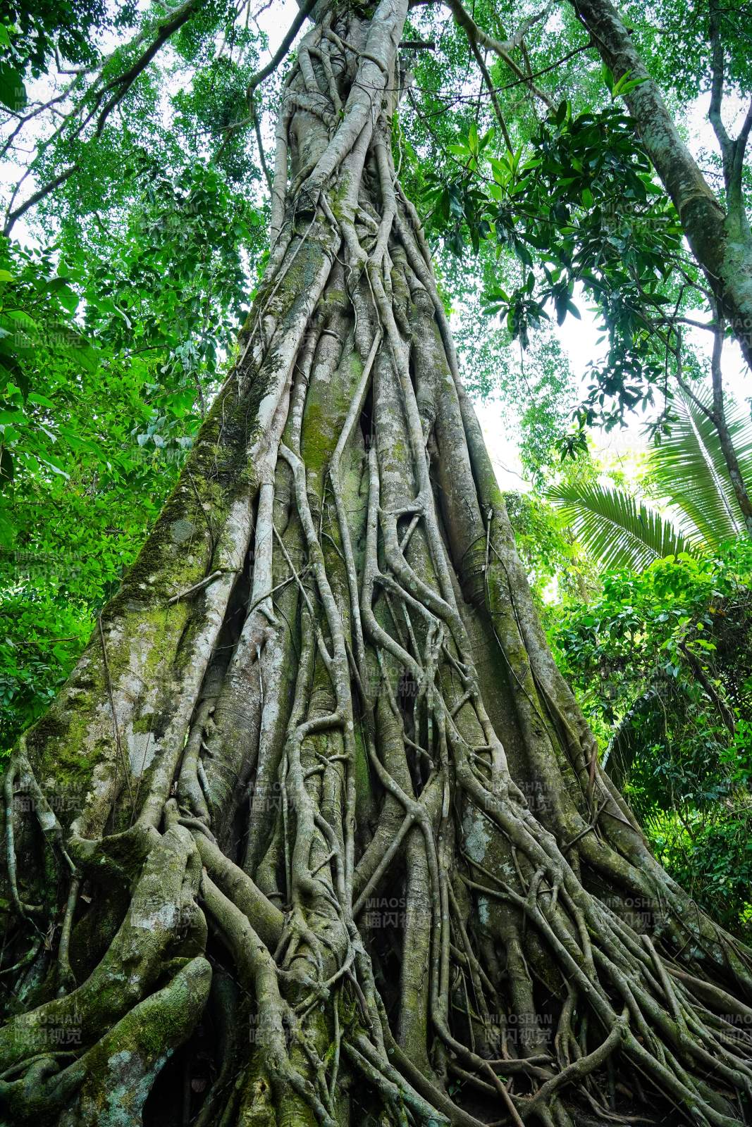 热带雨林巨树根图片