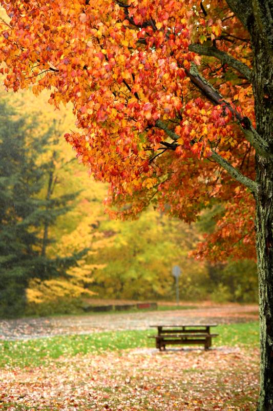 秋色满园静谧景图片