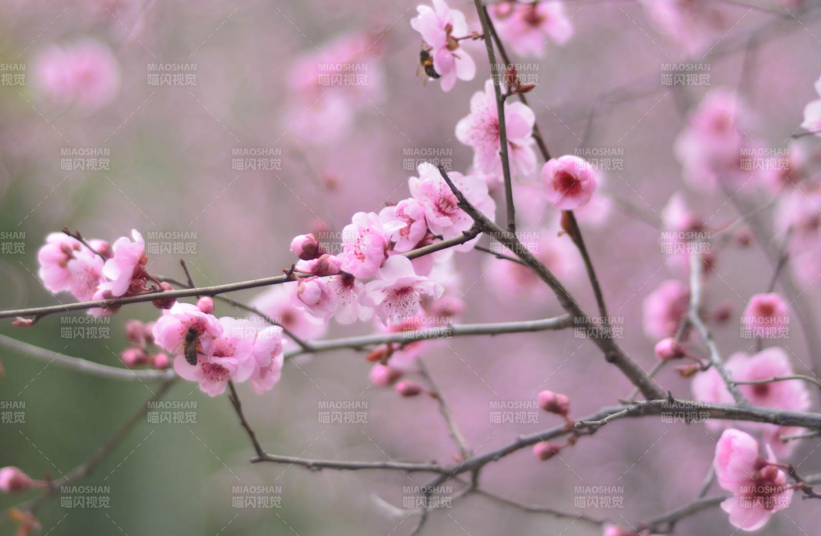 樱花绽放枝头图片