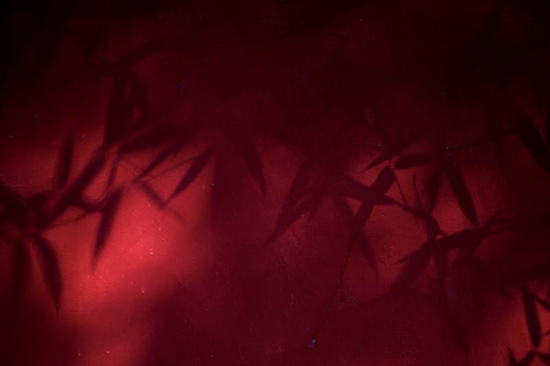 红夜竹影图片