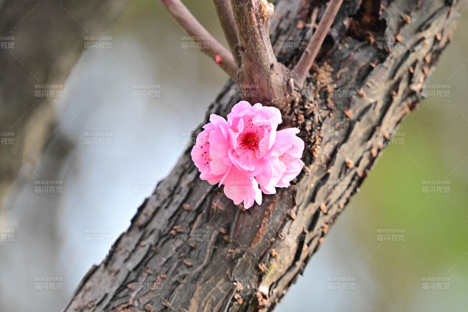 枝头绽放的粉花图片